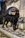 HERO - Triola Cane Corso